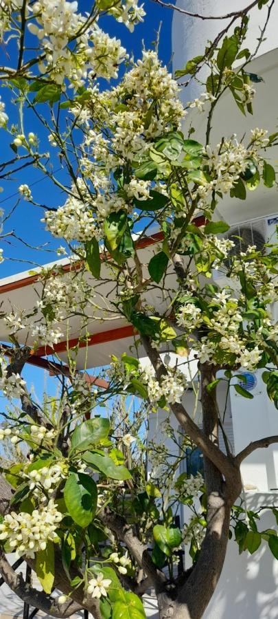Silvi Mari Apartments Platanes  Luaran gambar