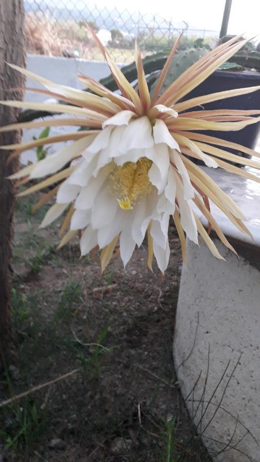 Silvi Mari Apartments Platanes  Luaran gambar